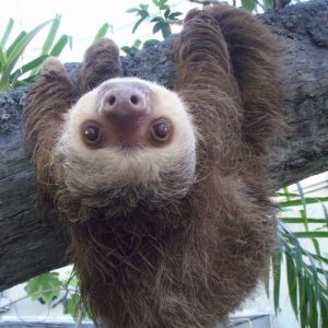 άγριο ζώο - Sloth