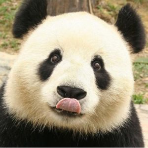 άγριο ζώο - Panda