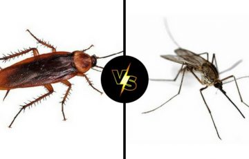 κουνούπι ή κατσαρίδα; ποια θα εξαφάνιζες αν μπορούσες;