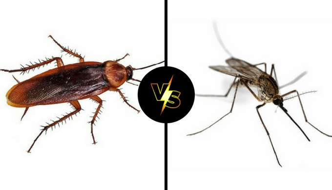 Mosquito or cockroach - polling.gr